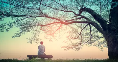 Person sitting on a bench beneath a large tree at sunset, with warm light and a calm sky.