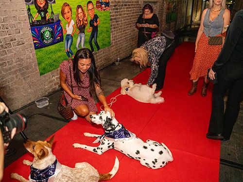 People petting several dogs on a red carpet at an indoor event