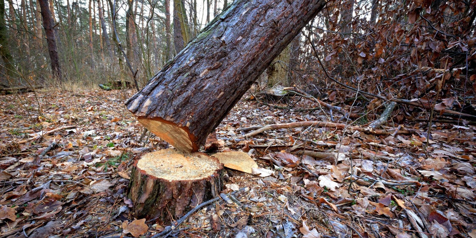 Chopped Tree