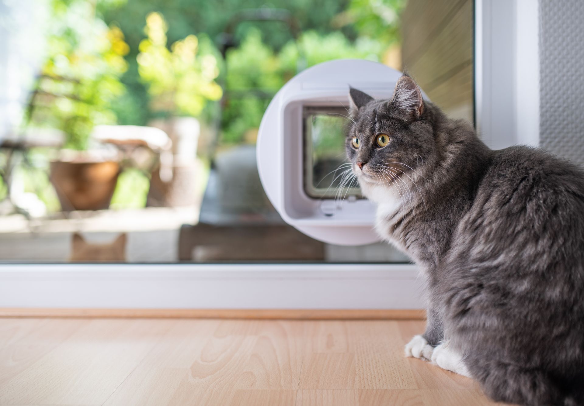 A grey cat sitting beside a white pet door fitted in a glass sliding door overlooking a garden