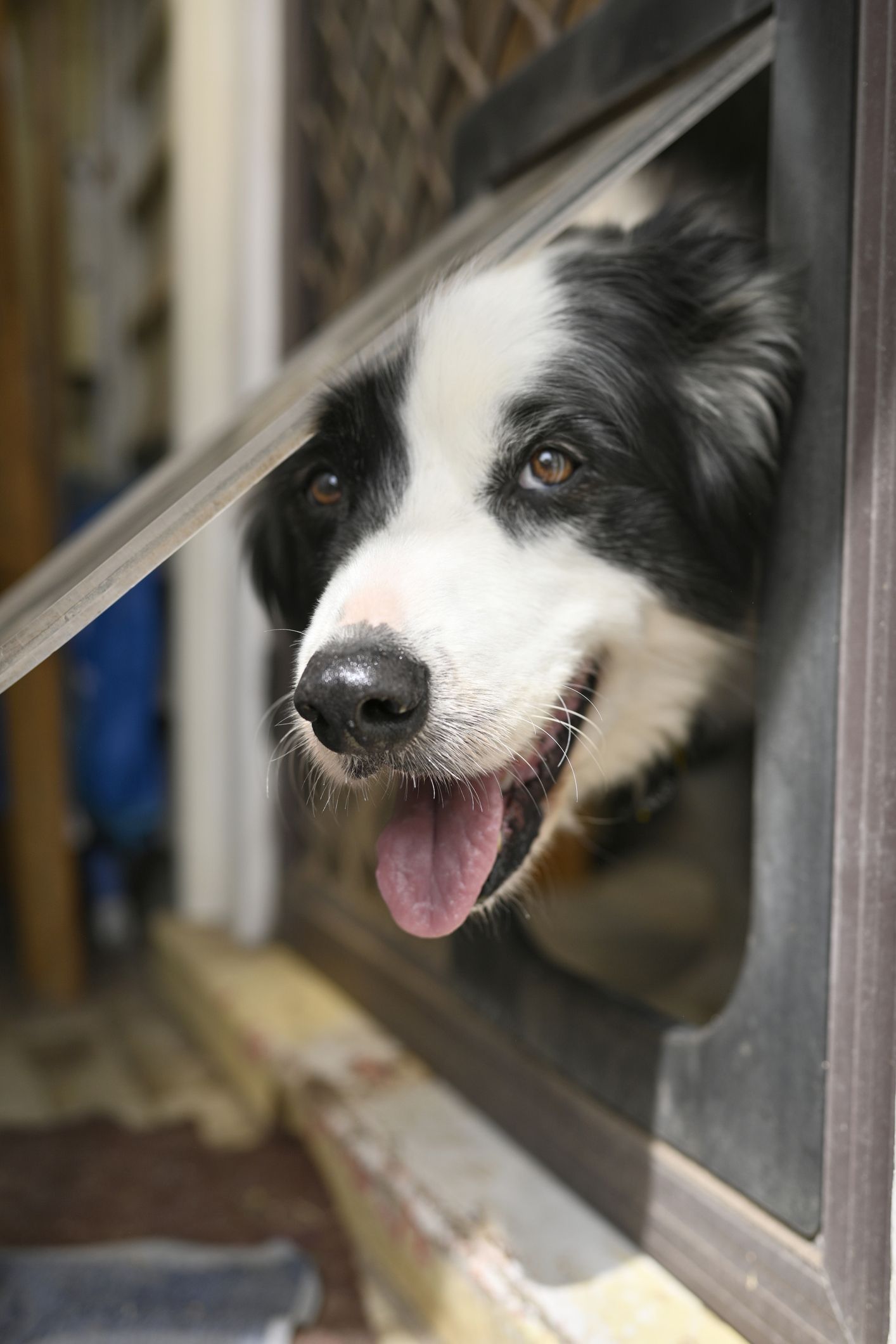 A black and white border collie sticks his head through a pet door.