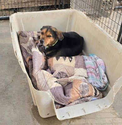 Small black-and-tan dog resting on blankets in a white plastic tub kennel.