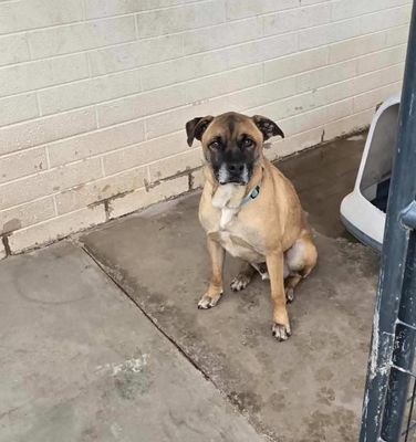 Tan dog sitting on concrete beside a white brick wall, looking at the camera.