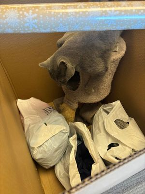 Opened cardboard box with crumpled bags and a gray plush toy inside