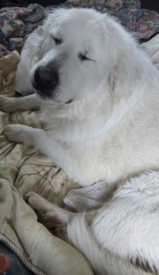 White fluffy dog sleeping on a blanket, eyes closed, with a paw tucked under its chin.