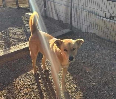 Tan dog standing in a fenced yard, looking toward the camera in sunlight.
