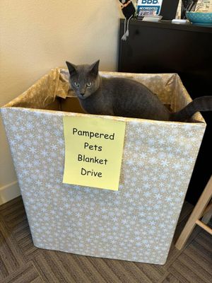 Gray cat sitting in a patterned box labeled “Pawradez Pet Barker Drive”