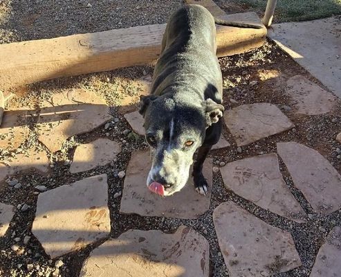 Black dog standing on a stone path, tongue out in sunlight.