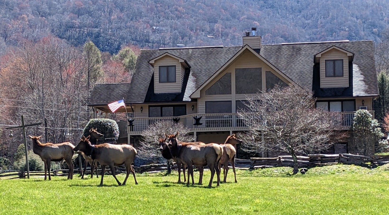 Elk herd in a mountain valley near Fox Run Apartments