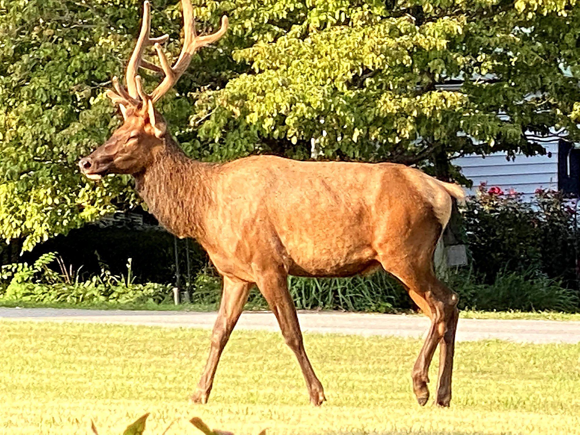 A bull elk from Great Smoky Mountains National Park in a Jonathan Creek valley yard near Waynesville NC