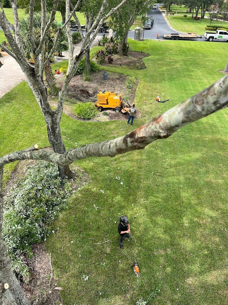 Tree trimming crew working on a tree in a grassy yard. An operator on the ground and machine.