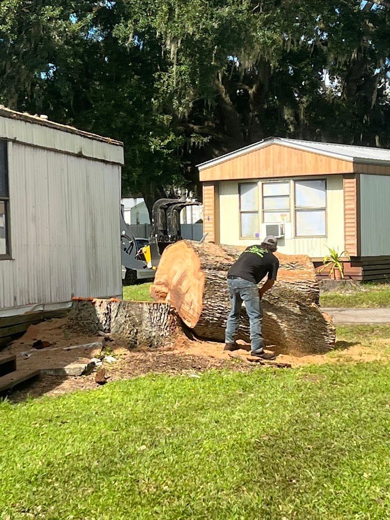 Man cutting large tree trunk with chainsaw near mobile homes.