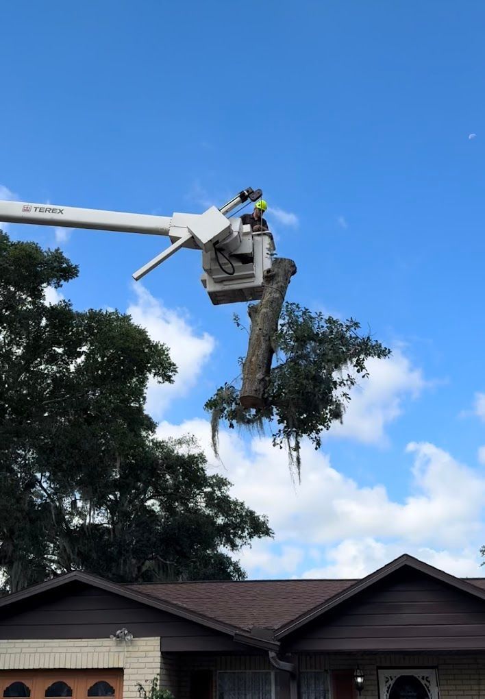 A tree being trimmed by a worker in a bucket lift; blue sky, house in the foreground.