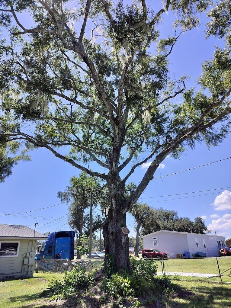 Tall tree with spreading branches, Spanish moss, blue sky background, houses and truck visible.