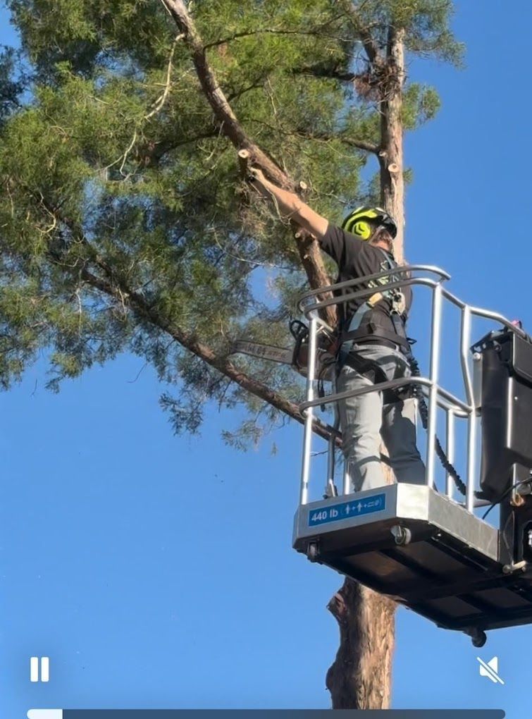 Arborist in a lift trimming branches from a tall tree against a blue sky.