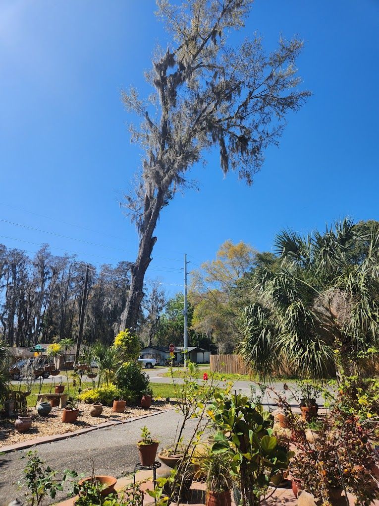 Tall tree covered in Spanish moss on a bright, sunny day, with potted plants in the foreground.