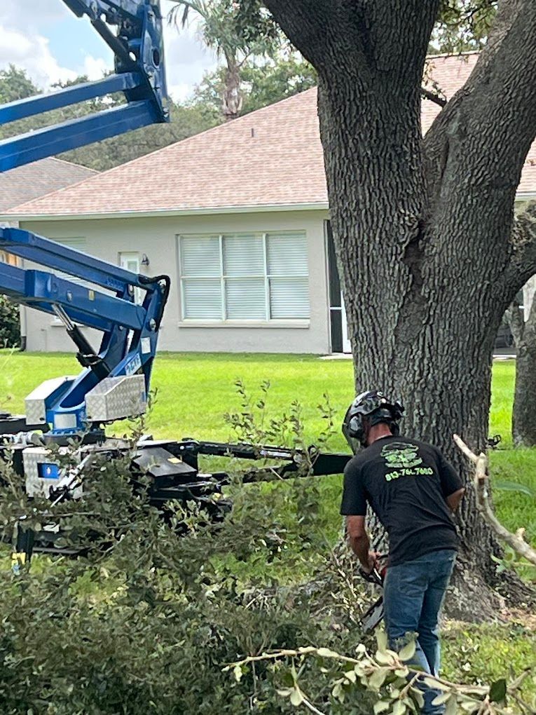 Tree service worker using a chainsaw, trimming branches near a house, with a blue lift in use.