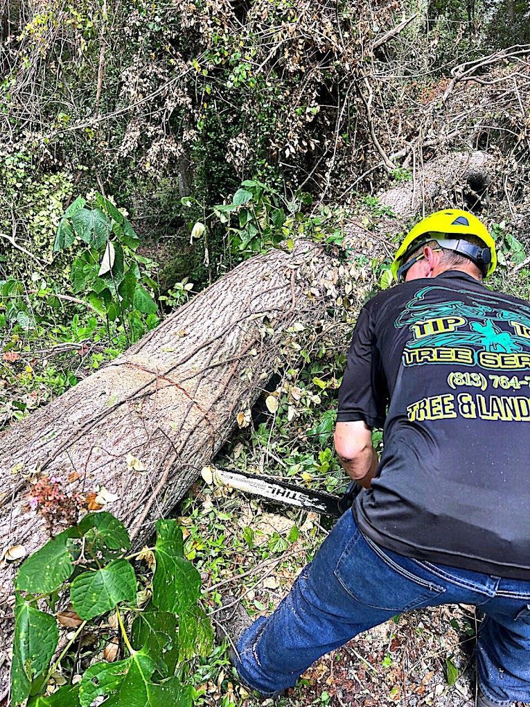 Man in safety gear using a chainsaw to cut a log on the ground, surrounded by foliage.
