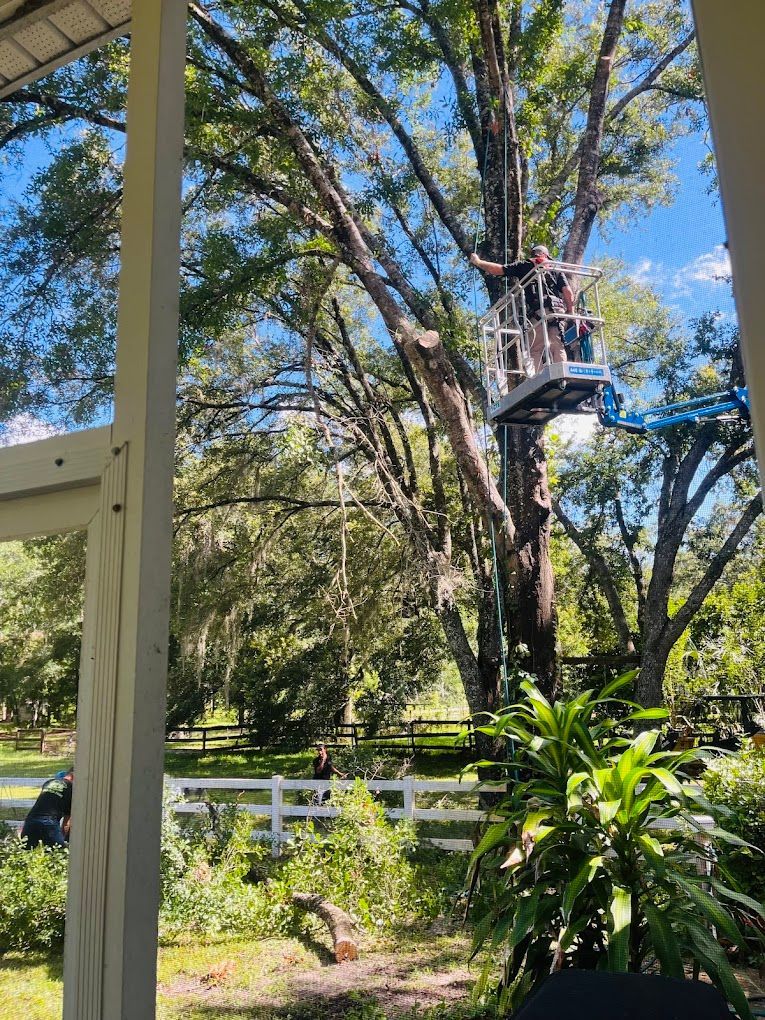 Person in lift trimming a tall tree near a white fence and a sunny sky.