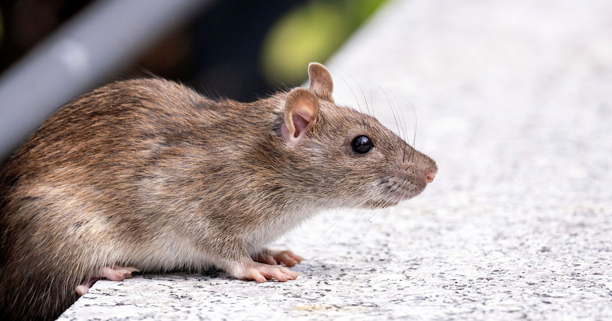 Rodent Control | Rockwall, Texas