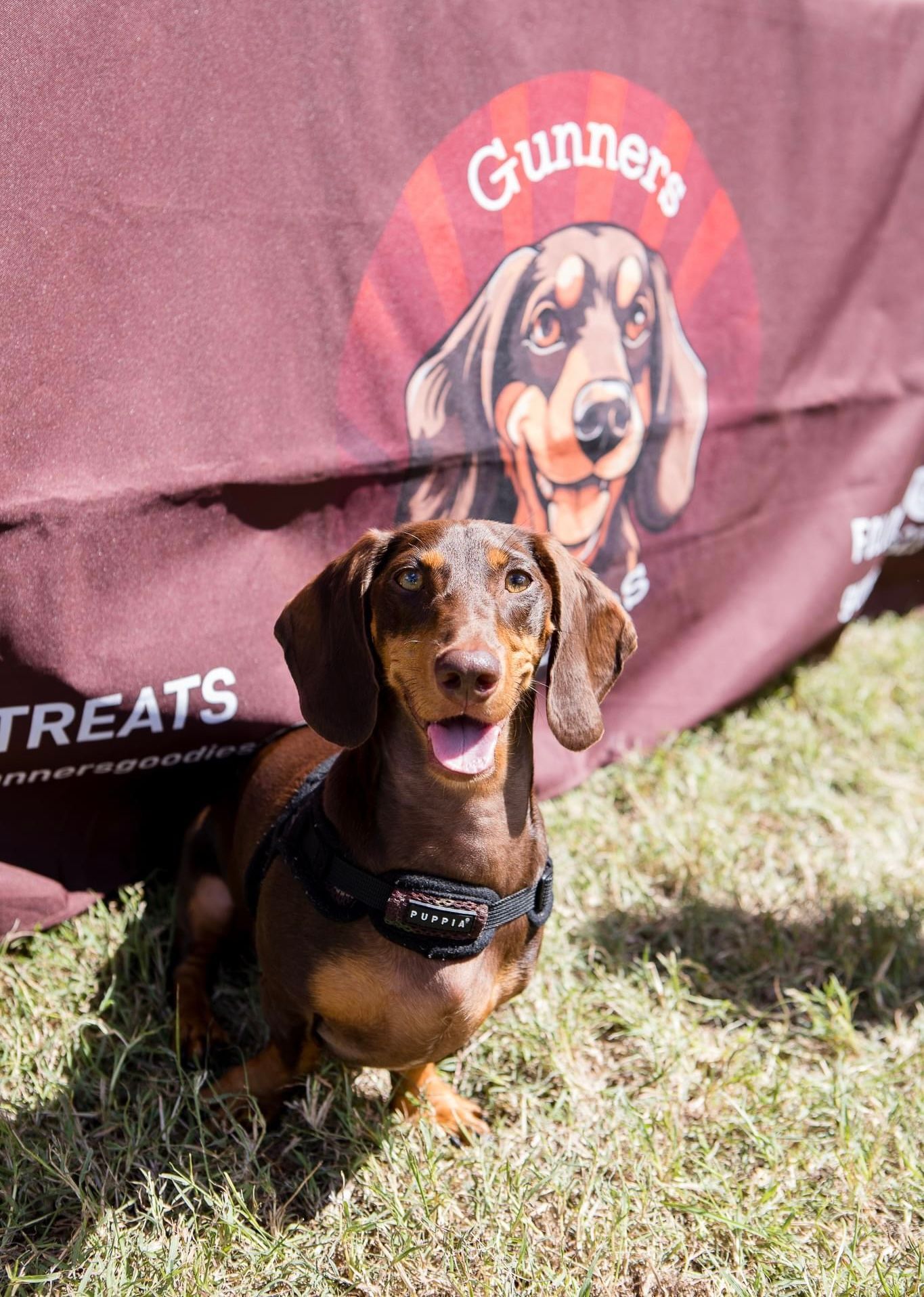 Gunner the miniature dachshund at the Gunners Goodies market stall