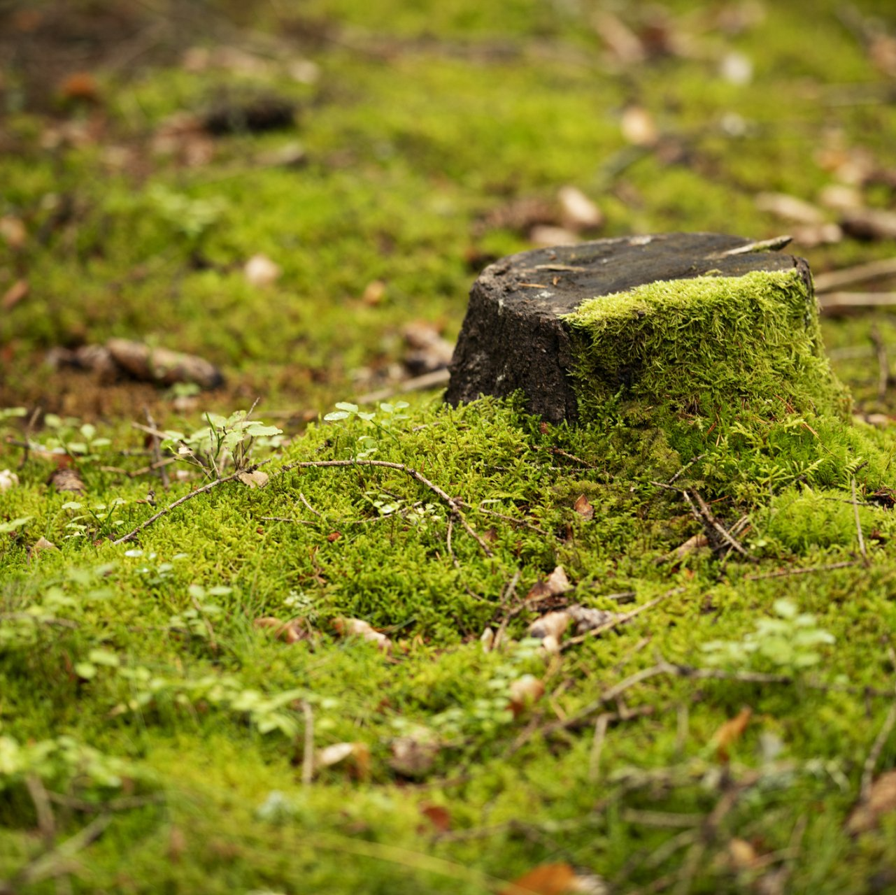 Stump removal | West Point, KY | L & S Tree Service Stump removal | West Point, KY | L & S Tree Service