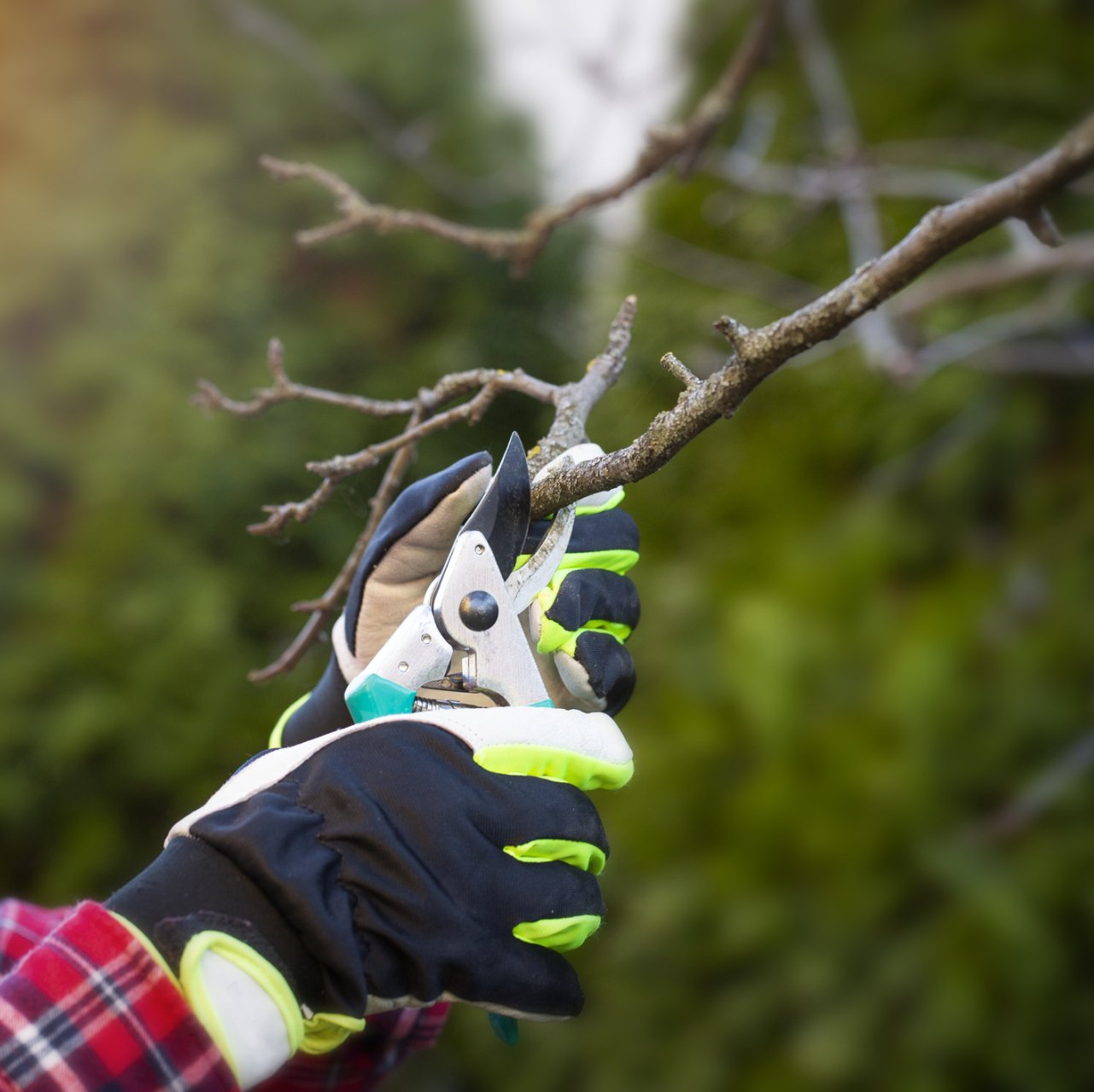 Tree pruning | West Point, KY | L & S Tree Service Tree pruning | West Point, KY | L & S Tree Service