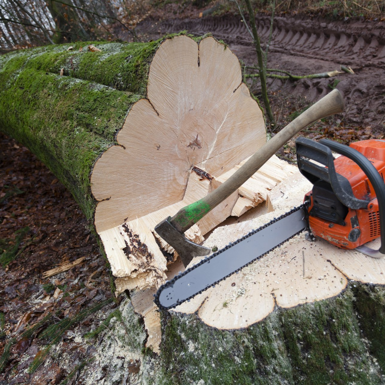 Tree removal | West Point, KY | L & S Tree Service Tree removal | West Point, KY | L & S Tree Service