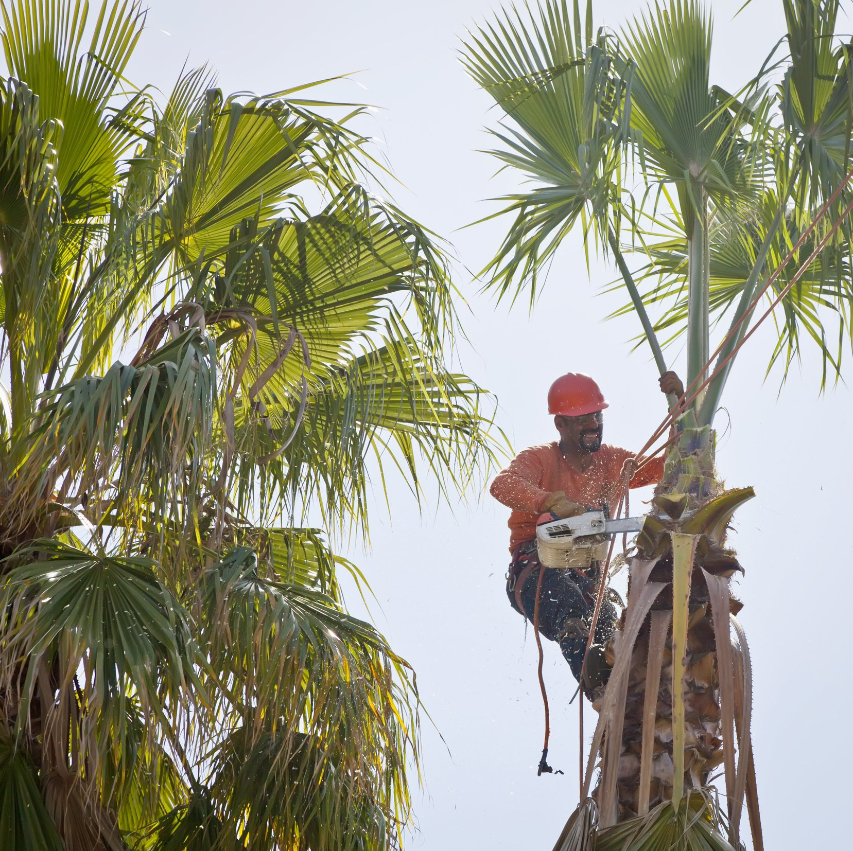 Tree trimming | West Point, KY | L & S Tree Service Tree trimming | West Point, KY | L & S Tree Service