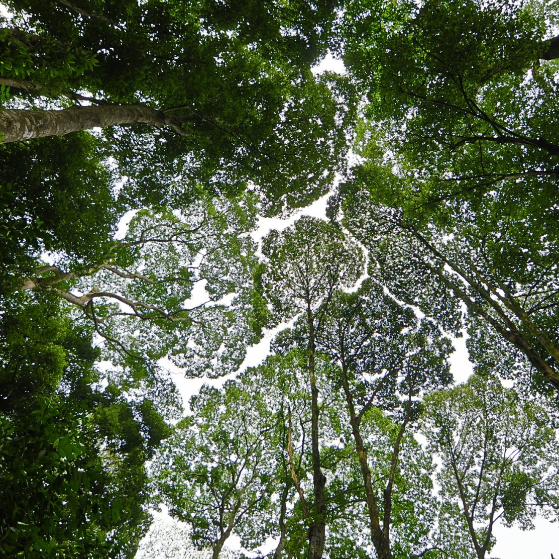 Crown reduction | West Point, KY | L & S Tree Service Crown reduction | West Point, KY | L & S Tree Service