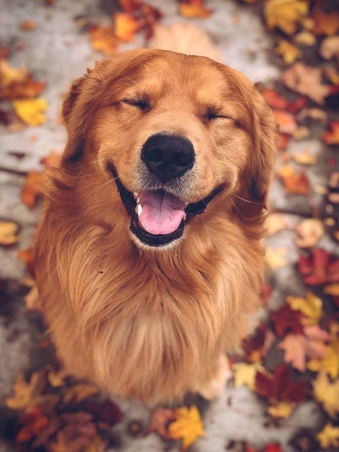 Happy dog in Portland Oregon from Patio Cover