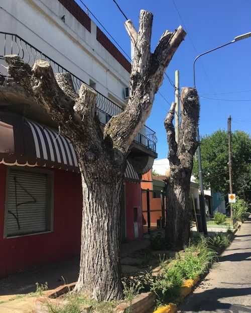 5 Reasons to Promptly Remove Dead Trees from Your Commercial Property