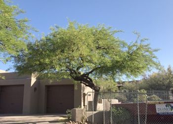 A tree in front of a house with a chain link fence.