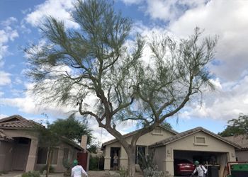 A man is standing in front of a house with a tree in front of it.