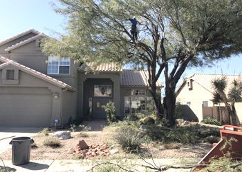 A person trimming a large tree in front of a two-story beige house on a sunny day.