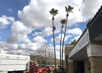 A person trims a tall palm tree under a cloudy sky, next to a building with 