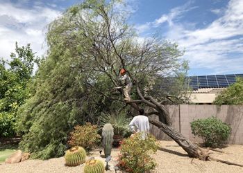 Two people trimming a large tree with branches down, in a yard with cacti and a solar panel roof.