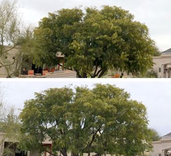 Two photos show a large tree with green foliage in front of a building with a cloudy sky in the background.