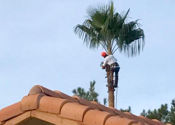 Arborist in a hard hat and safety gear trims a palm tree above a terracotta-tiled roof against a blue sky.