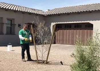 Man pruning a small tree in front of a house. He wears a green shirt and gloves.