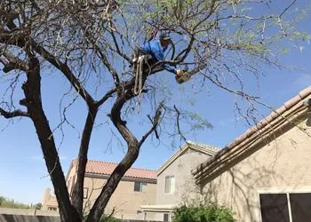 A person wearing a blue shirt climbs a tree to prune branches near a house under a clear blue sky.
