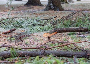 Cut tree branches and debris scattered on the ground in a park, with large trees in the background.