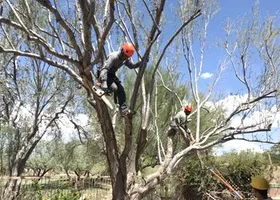 Two tree trimmers in safety helmets cutting branches from a tall tree outdoors.