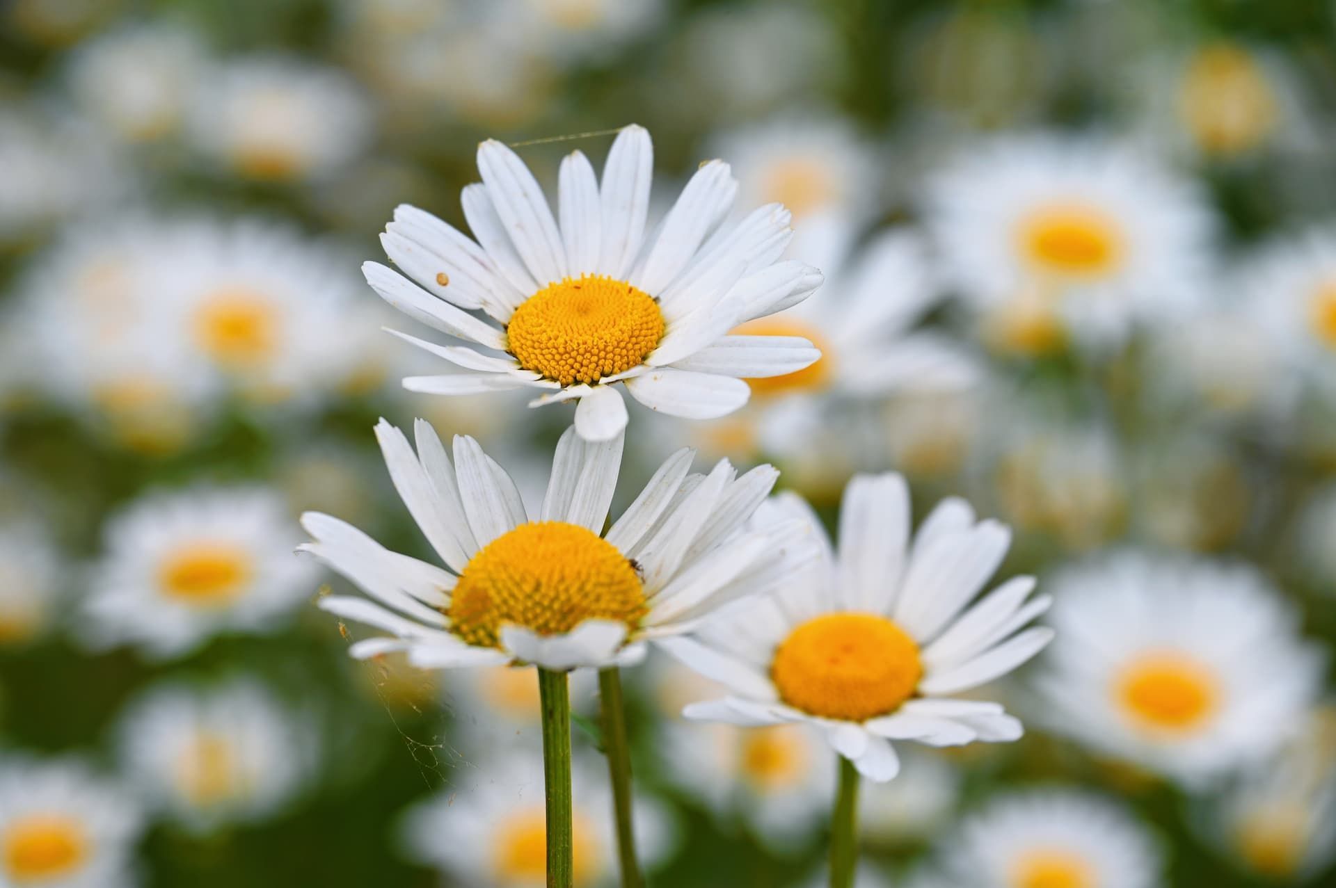White daisies with yellow centers in a soft-focus field