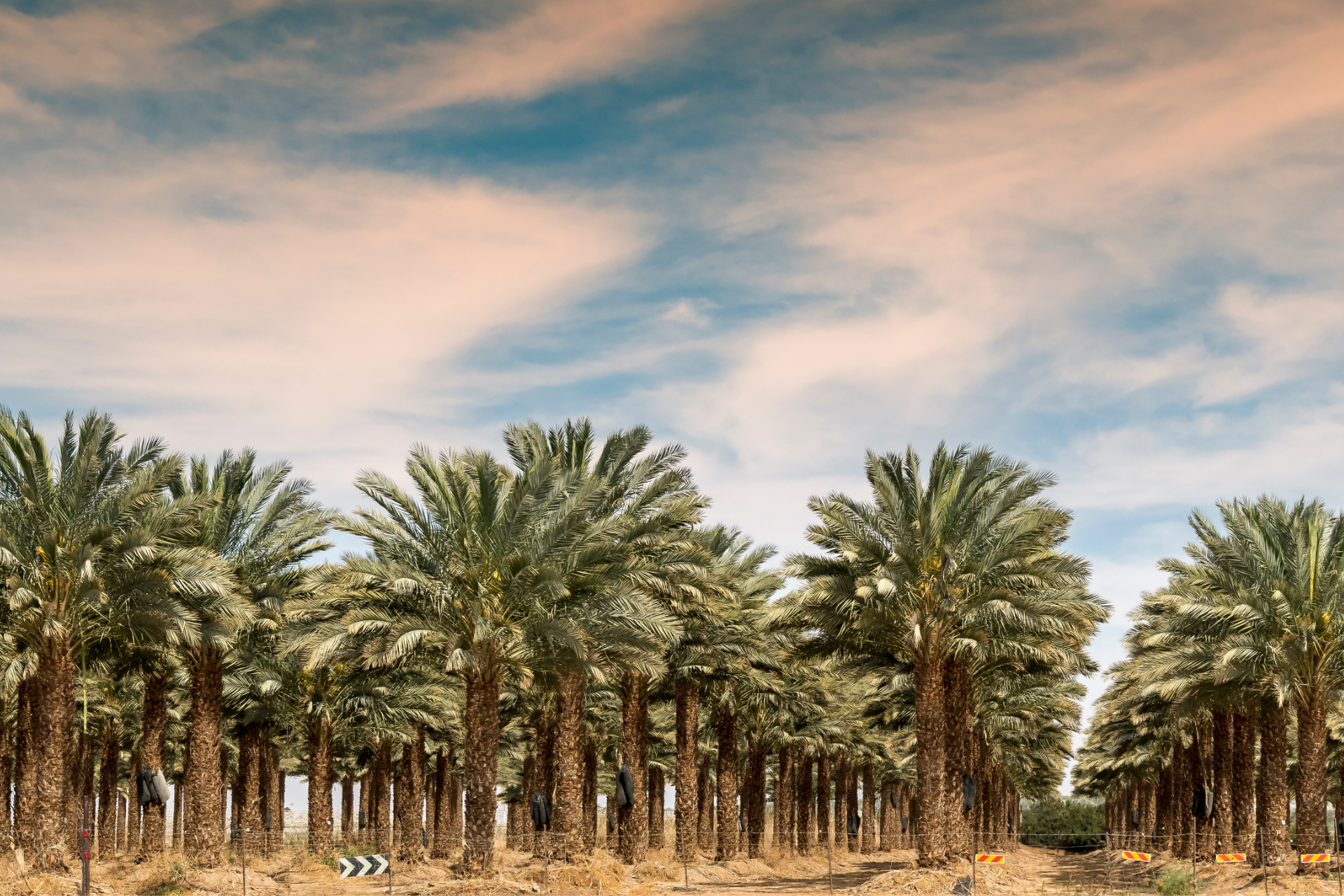 Rows of palm trees in a desert grove under a pastel sunset sky