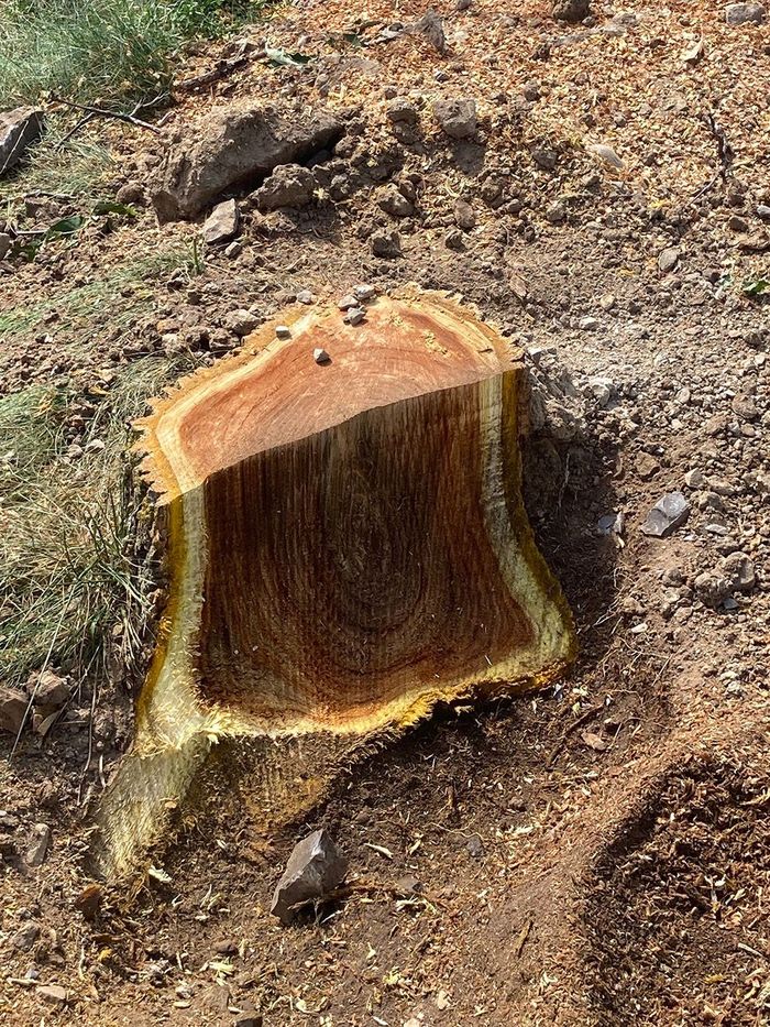 Cut tree stump with brown and yellow rings in dirt.