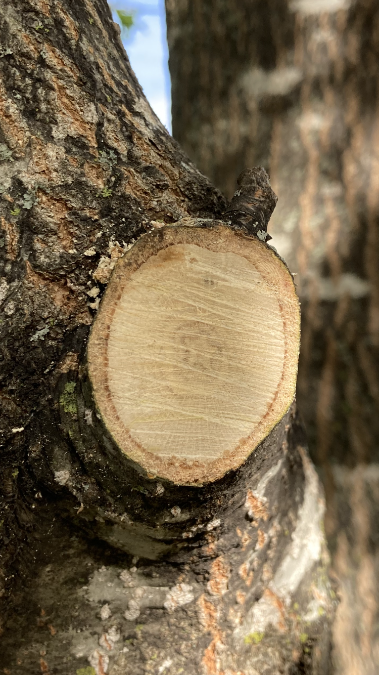 Circular tree branch cut, tan wood interior, brown bark edge, attached to a larger tree trunk.