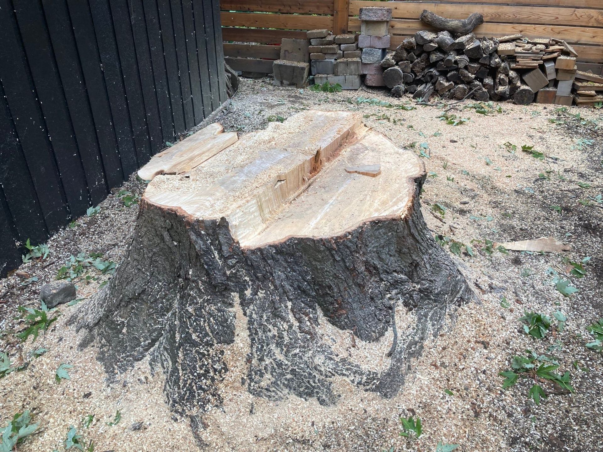 Tree stump with freshly cut top and wood chips around the base.