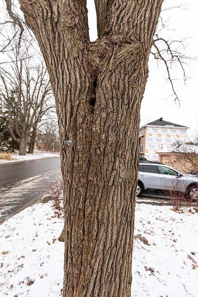 Tree trunk with a split and a small hole, beside a snowy road with a car and houses.