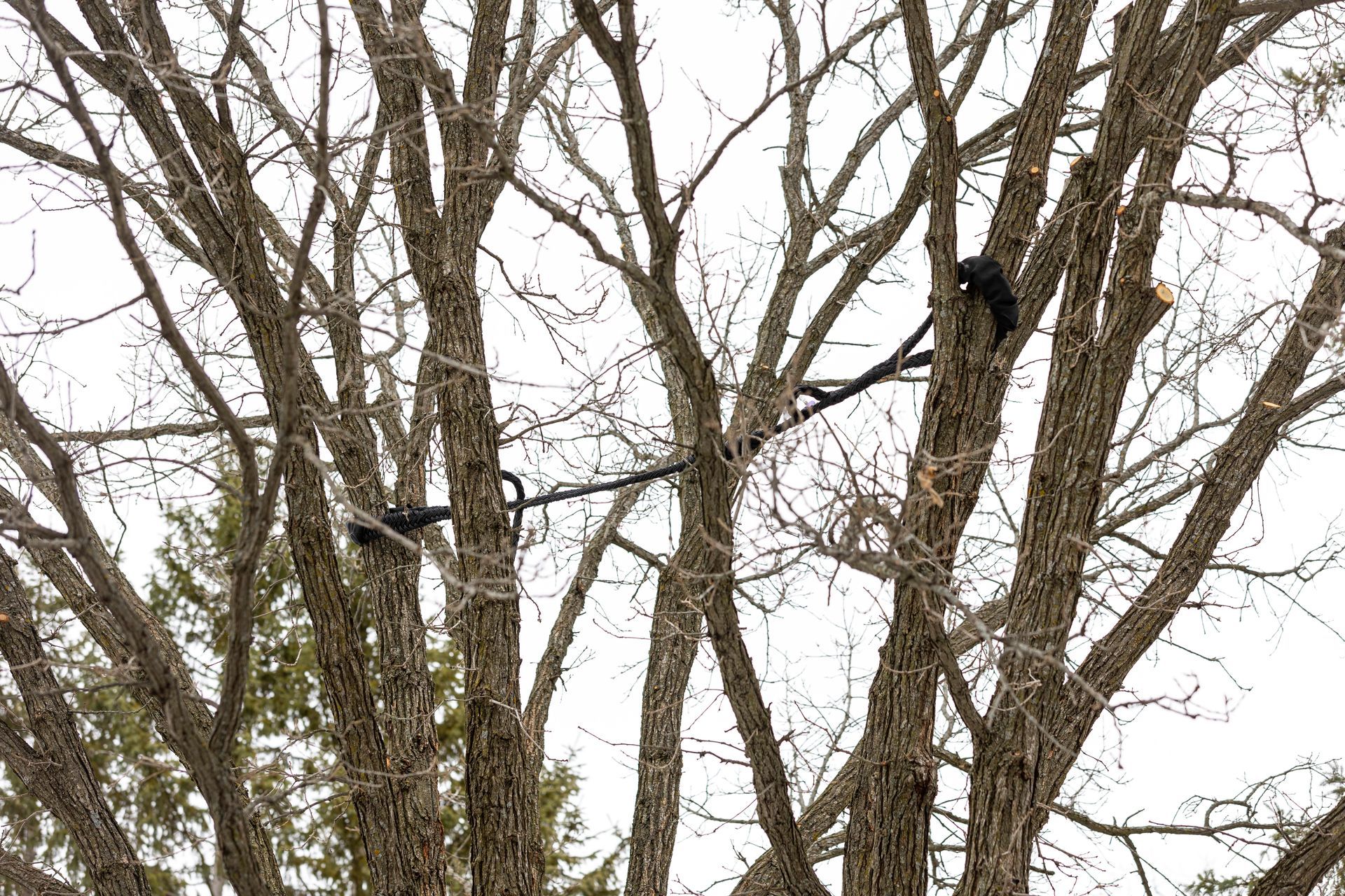 Two black birds perched in bare tree branches against a cloudy sky.